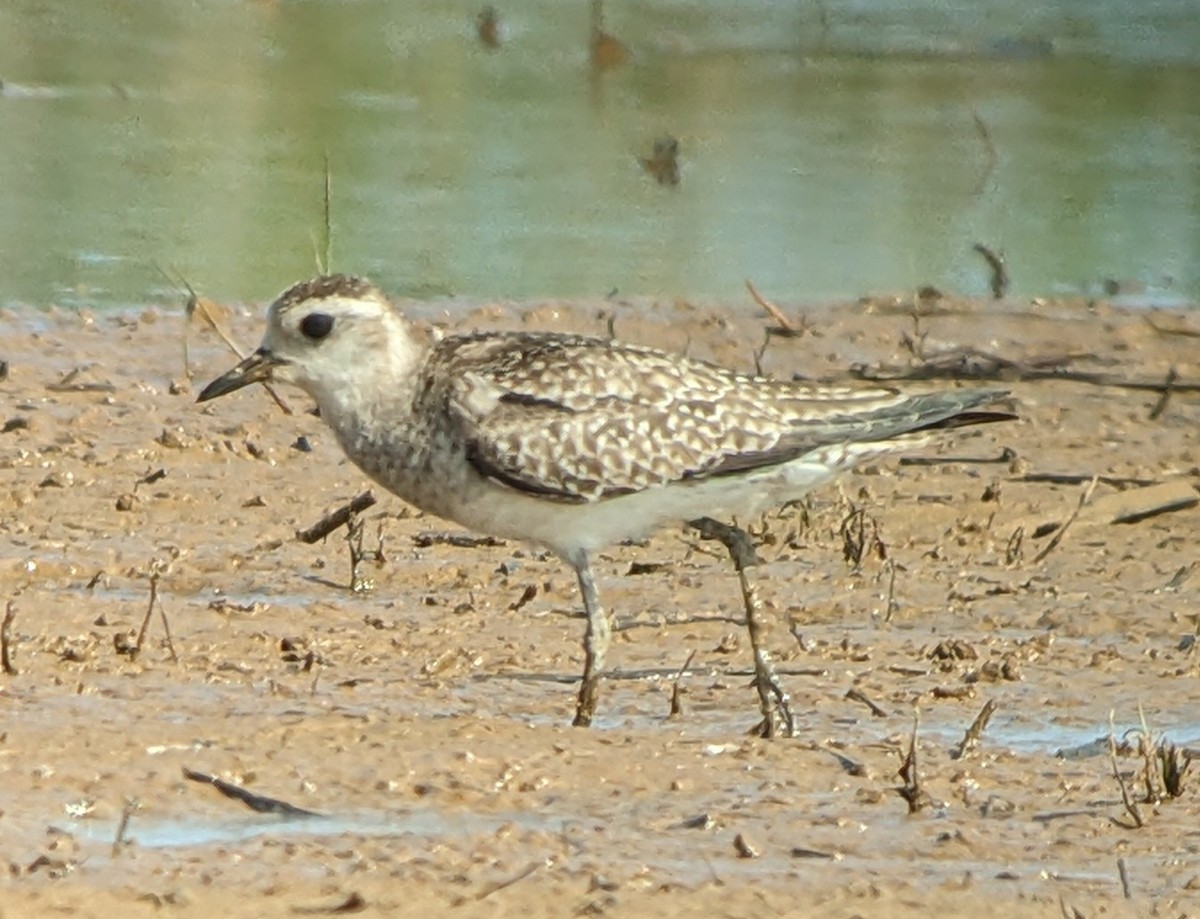 American Golden-Plover - ML618201097