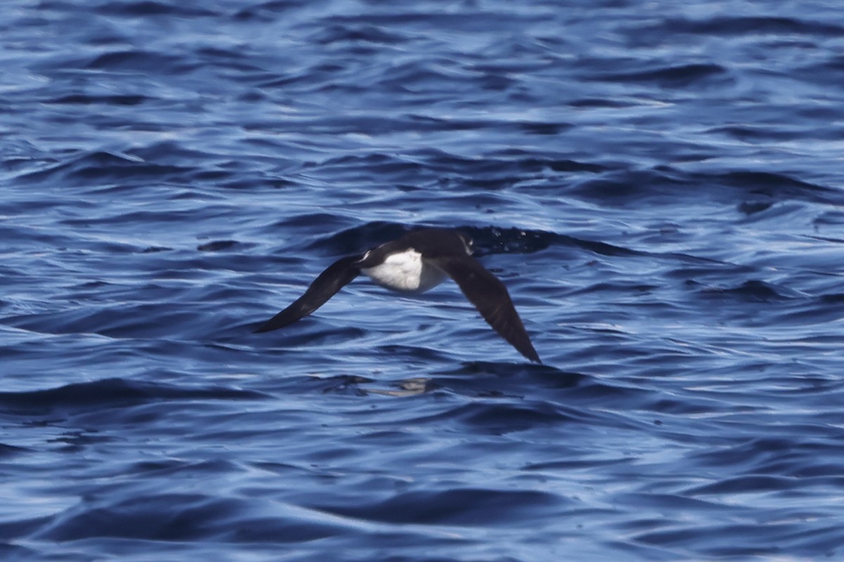 Spectacled Guillemot - Fabio Olmos