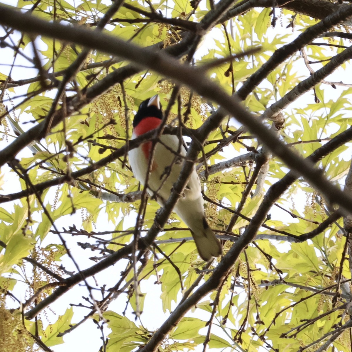 Rose-breasted Grosbeak - Parsley Steinweiss