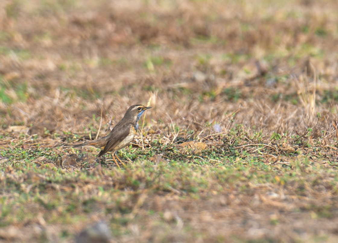 Bluethroat - ML618201170