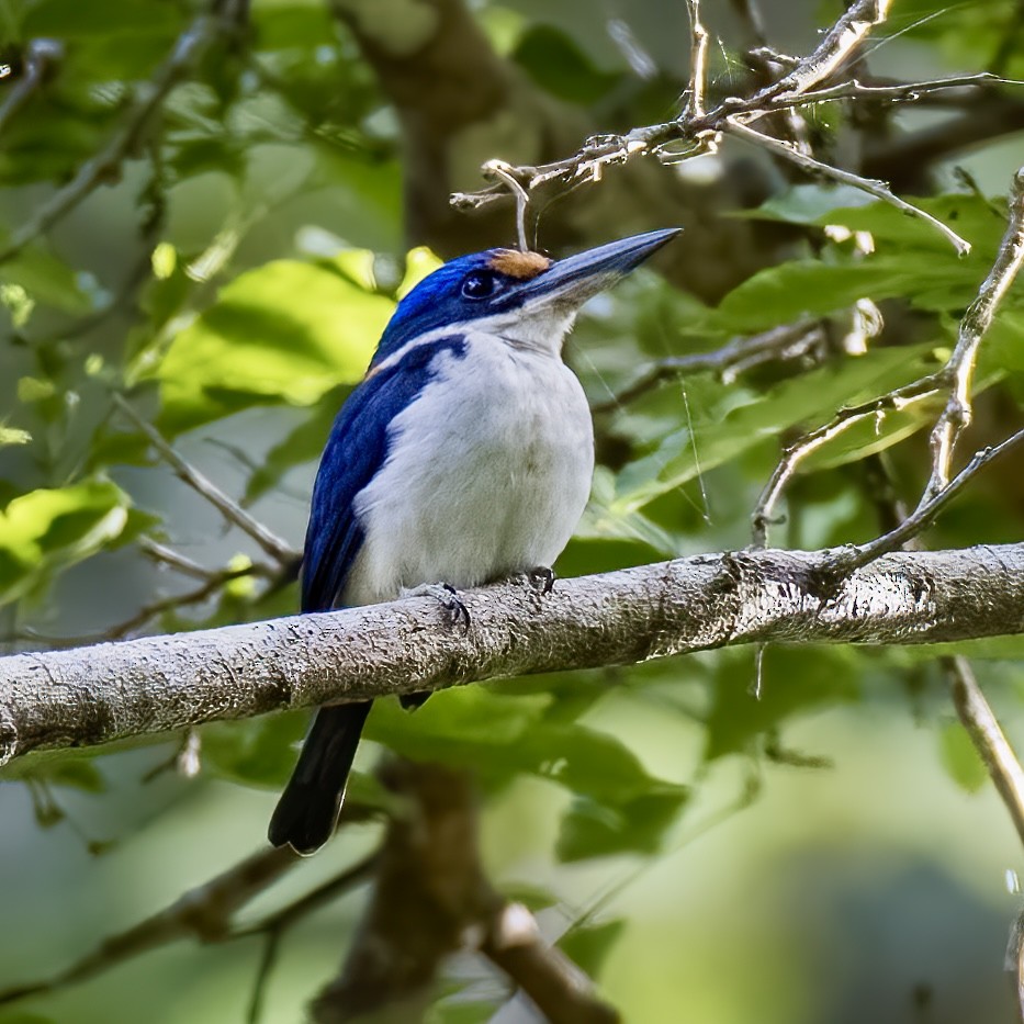Rufous-lored Kingfisher - ML618201193