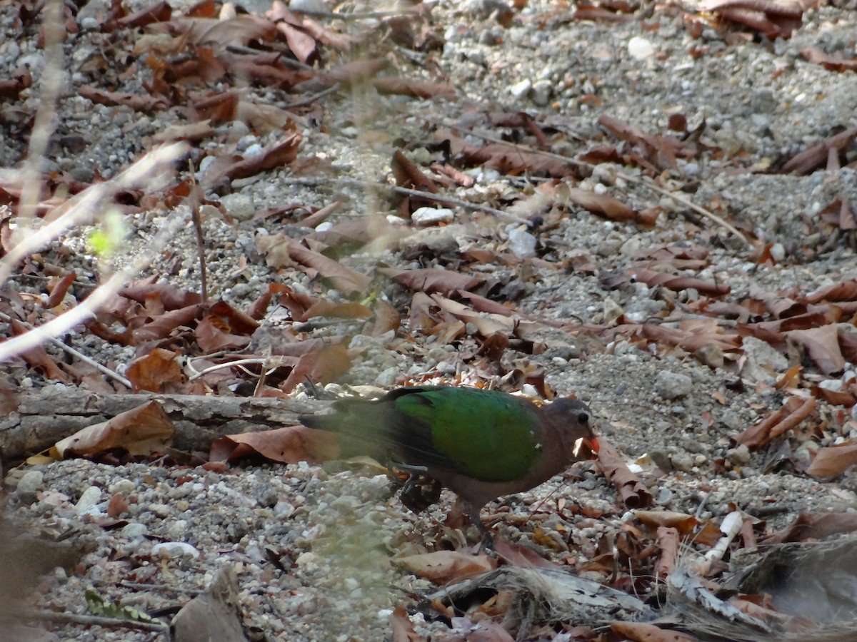 holub zelenokřídlý - ML618201214