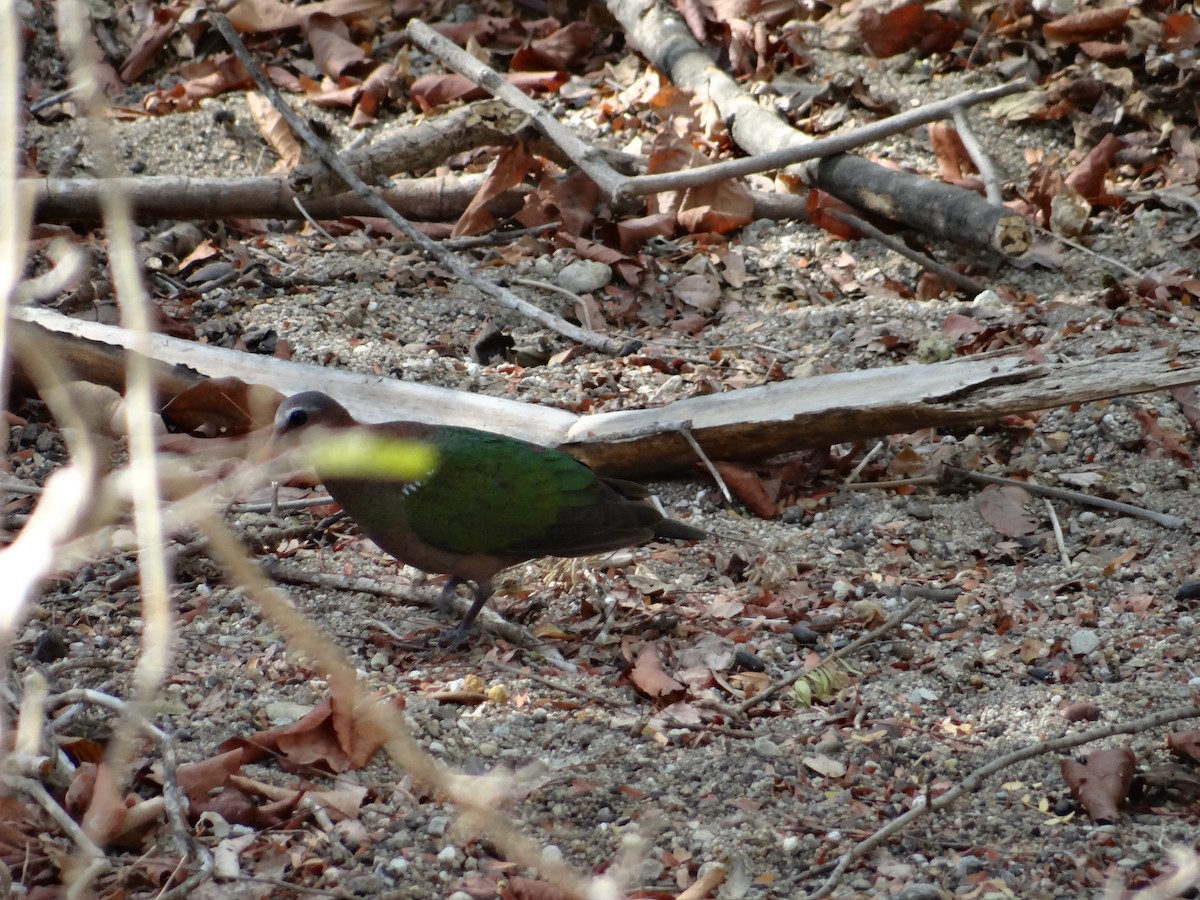 holub zelenokřídlý - ML618201215