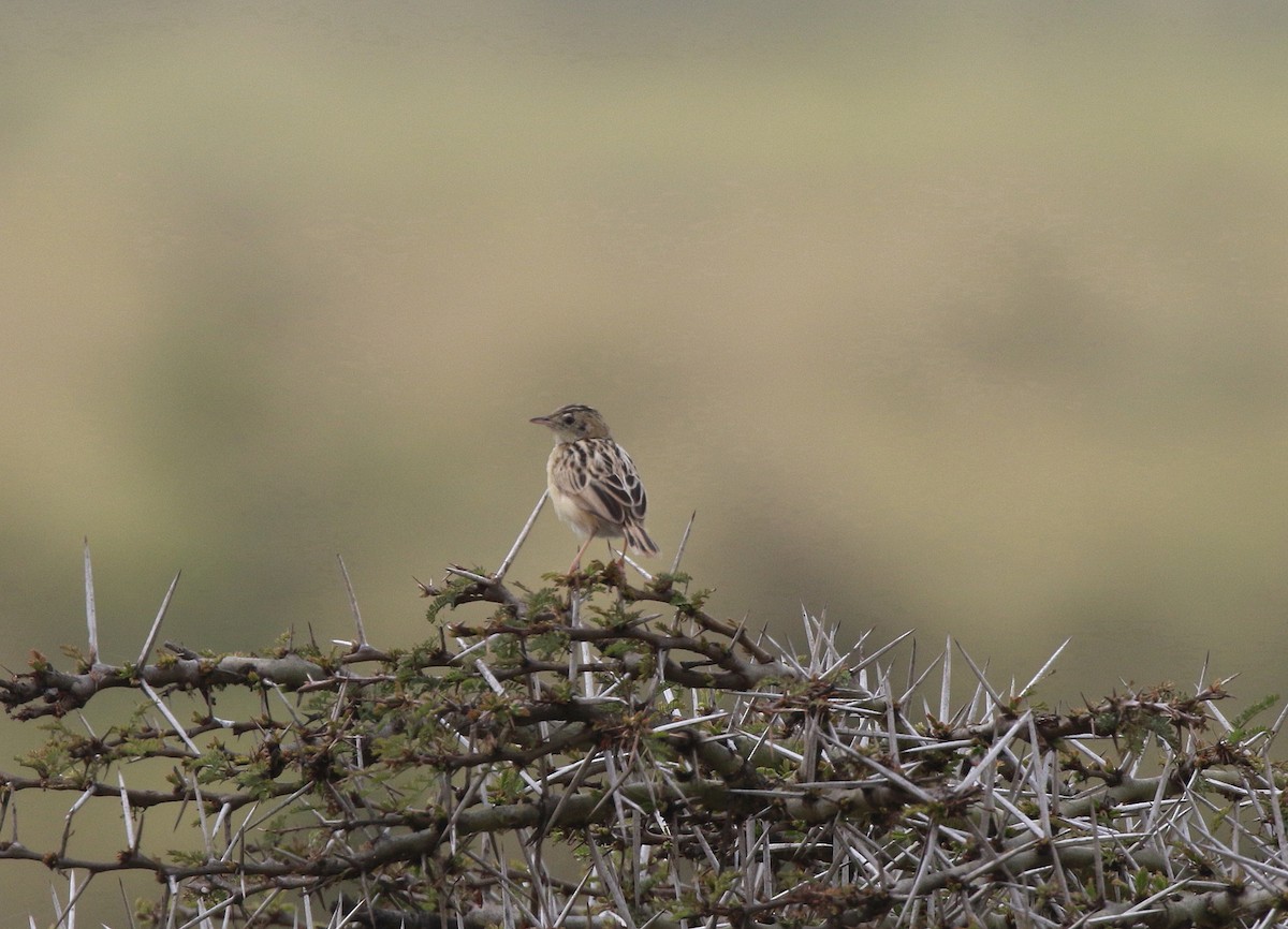 Pectoral-patch Cisticola - ML618201216