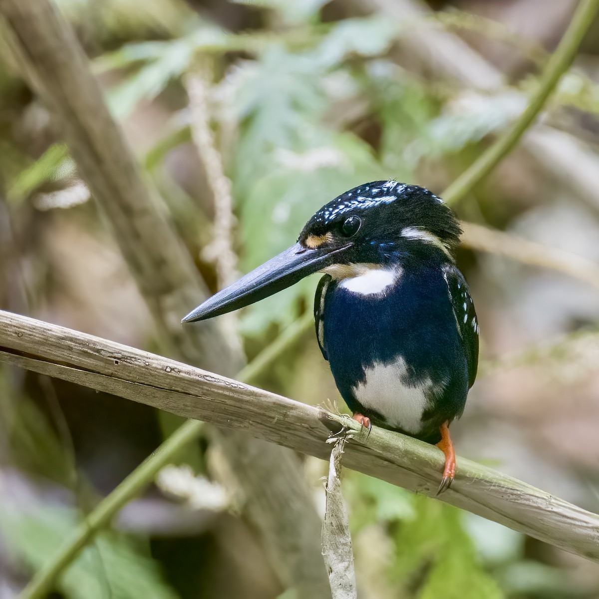 Northern Silvery-Kingfisher - ML618201219