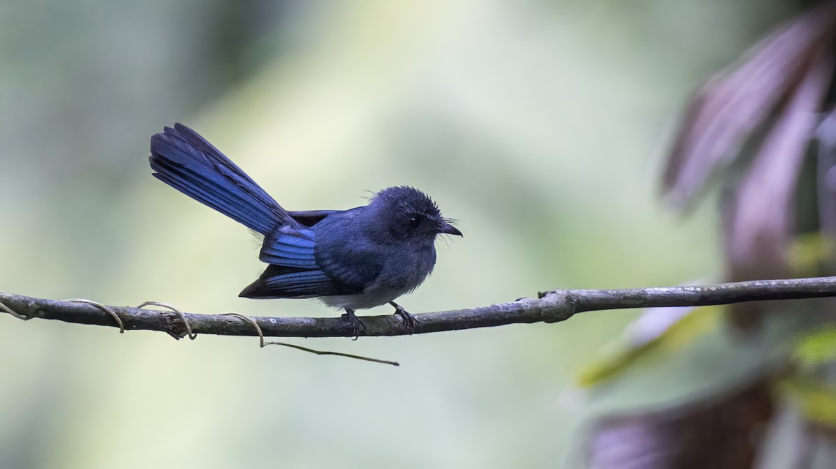Visayan Blue-Fantail - ML618201223