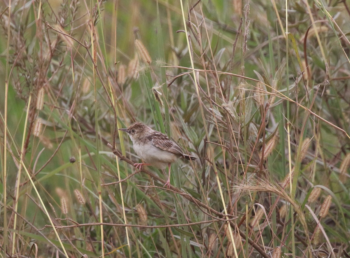 Pectoral-patch Cisticola - ML618201226