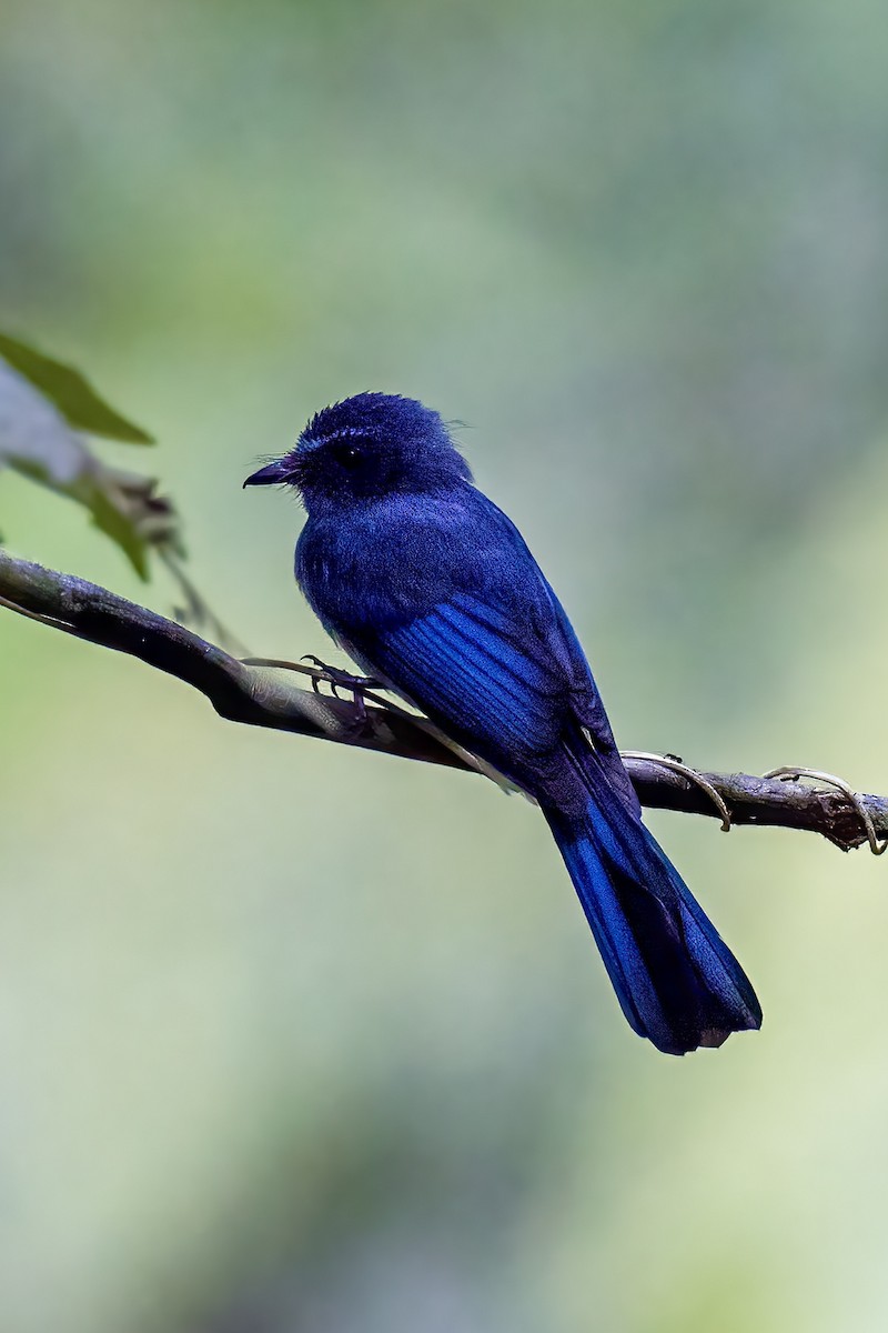 Visayan Blue-Fantail - ML618201228