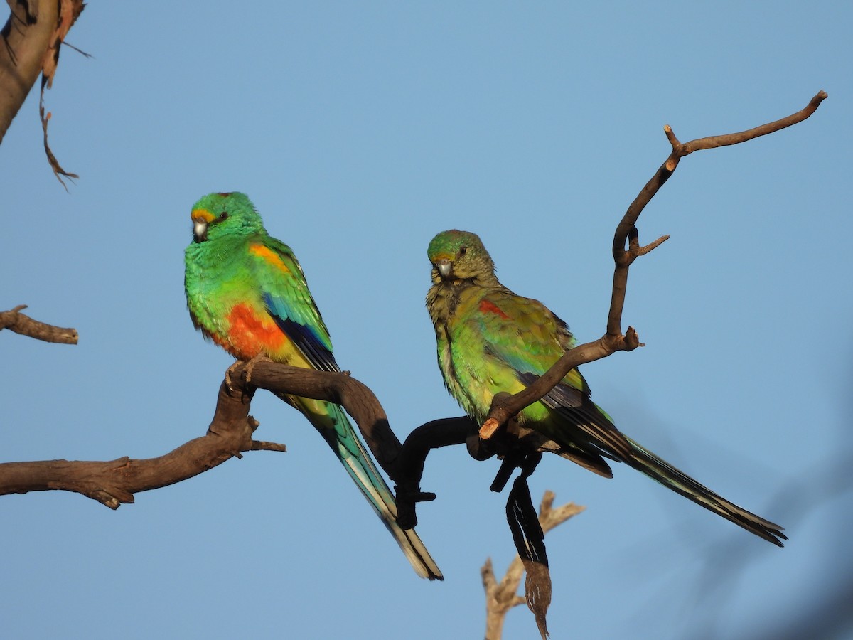 Mulga Parrot - Rodney van den Brink