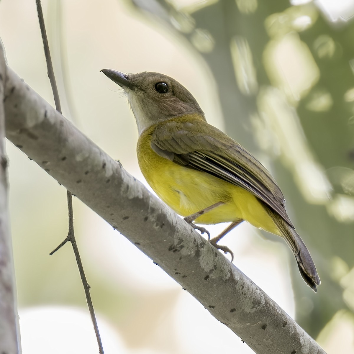 Yellow-bellied Whistler - ML618201236