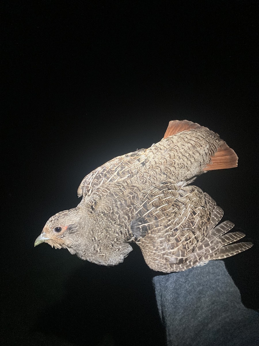 Gray Partridge - Tomáš  Oplocký