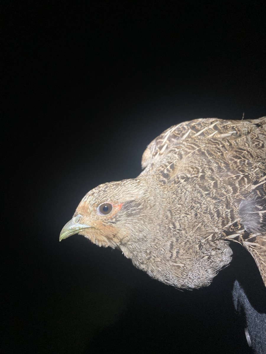 Gray Partridge - Tomáš  Oplocký