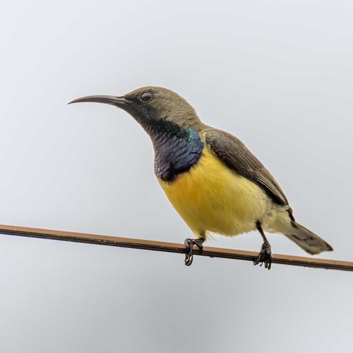 Garden Sunbird - ML618201246
