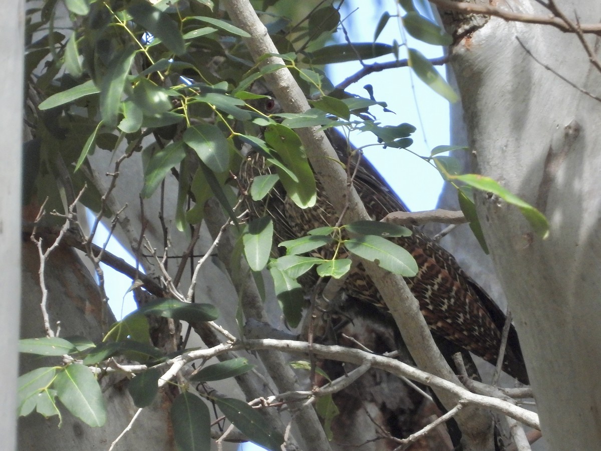 Pheasant Coucal - Cherri and Peter Gordon