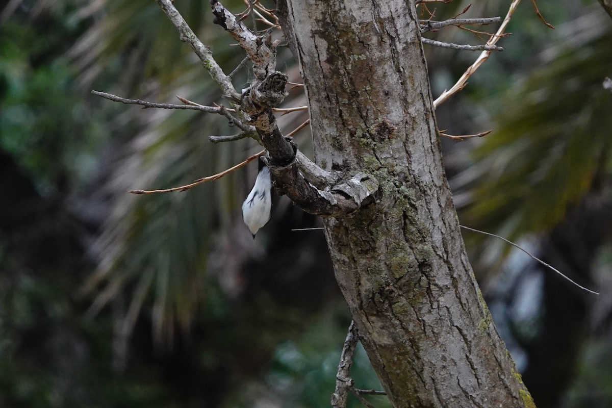 Collared Flycatcher - Laura Rollán