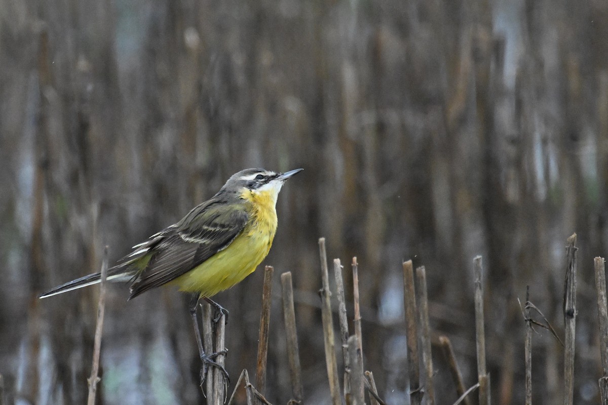 Eastern Yellow Wagtail - ML618201292