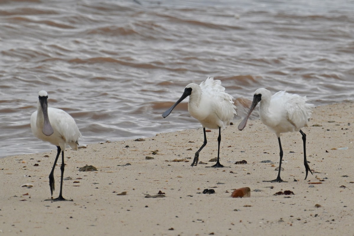 Black-faced Spoonbill - Ting-Wei (廷維) HUNG (洪)
