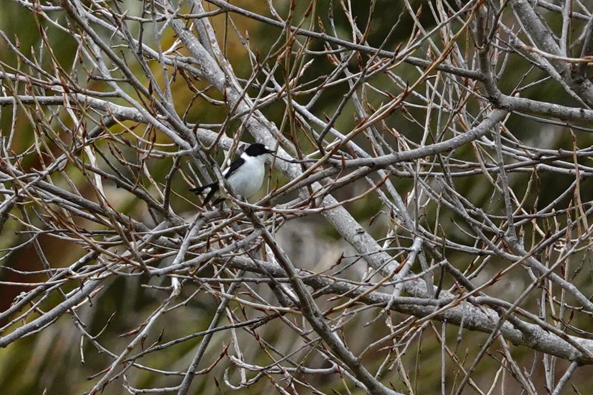 Collared Flycatcher - Laura Rollán