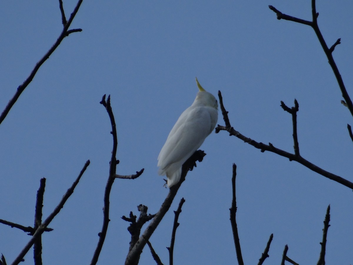 Yellow-crested Cockatoo - ML618201315