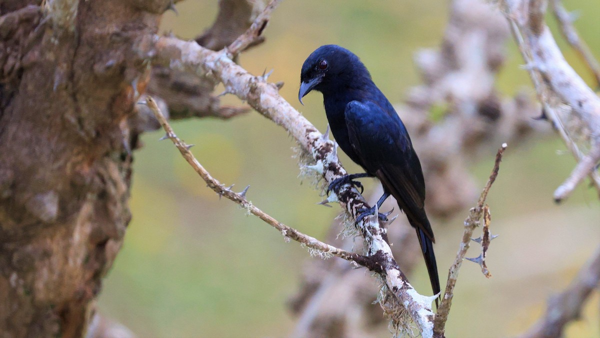 Fork-tailed Drongo - Martin  Mühlbach