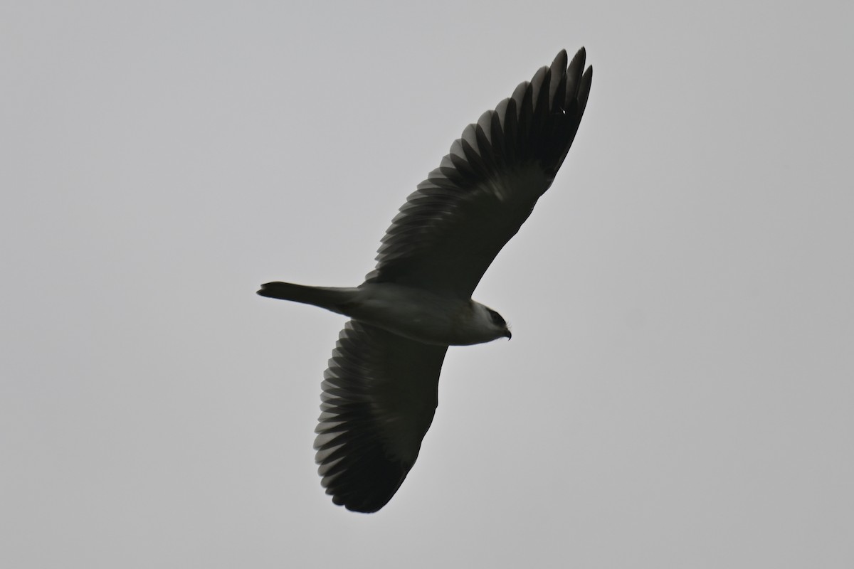Black-winged Kite (Asian) - Ting-Wei (廷維) HUNG (洪)
