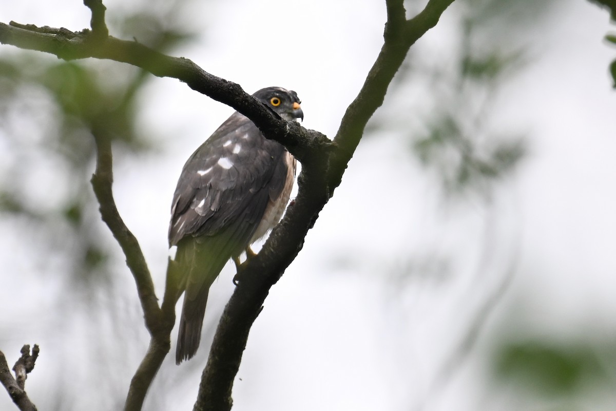 Chinese Sparrowhawk - Ting-Wei (廷維) HUNG (洪)