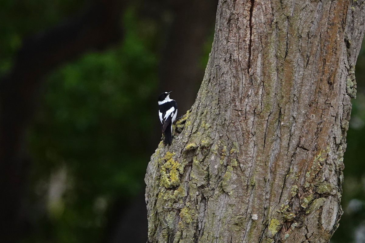 Collared Flycatcher - Laura Rollán