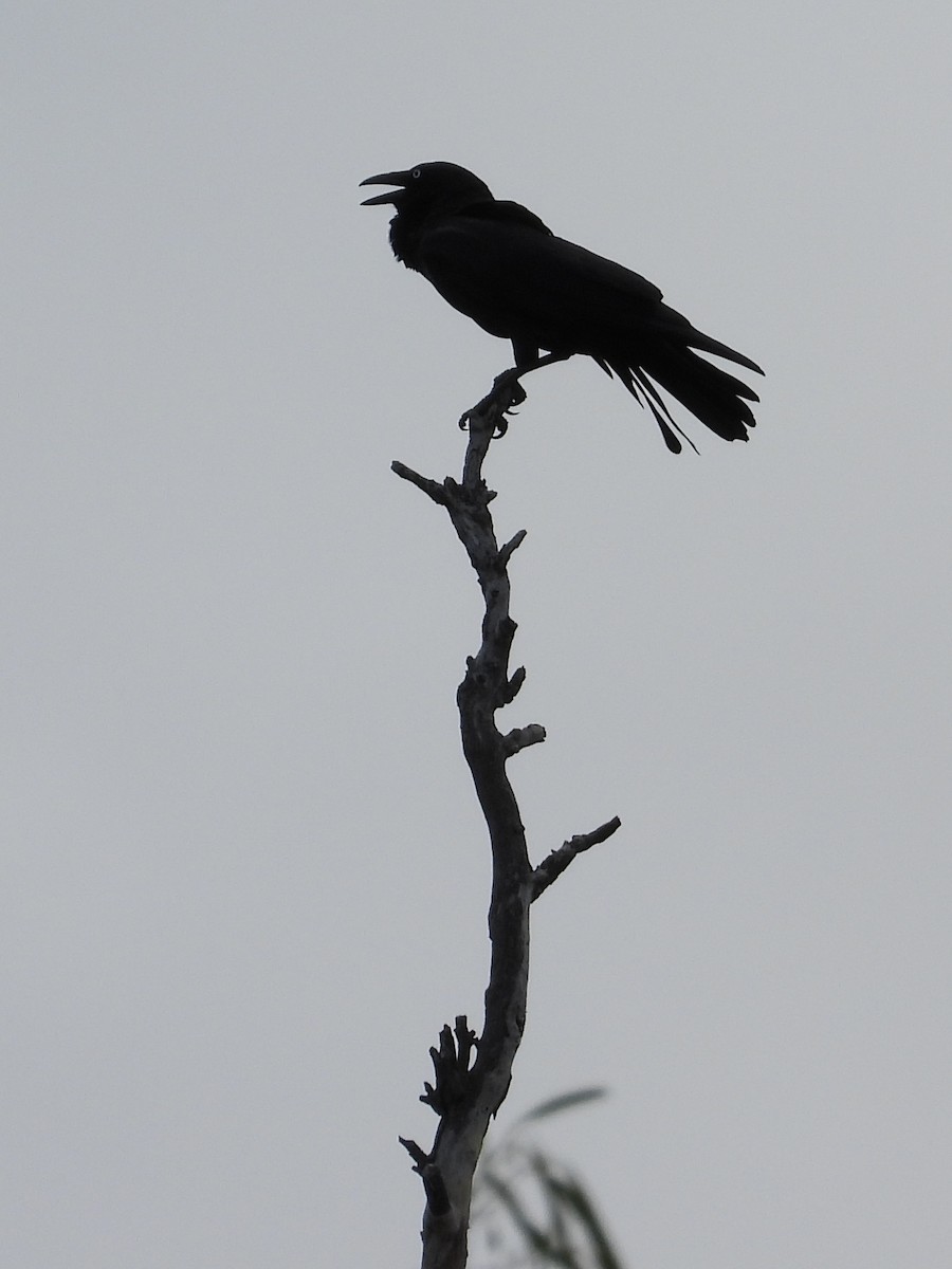 Australian Raven - Cherri and Peter Gordon