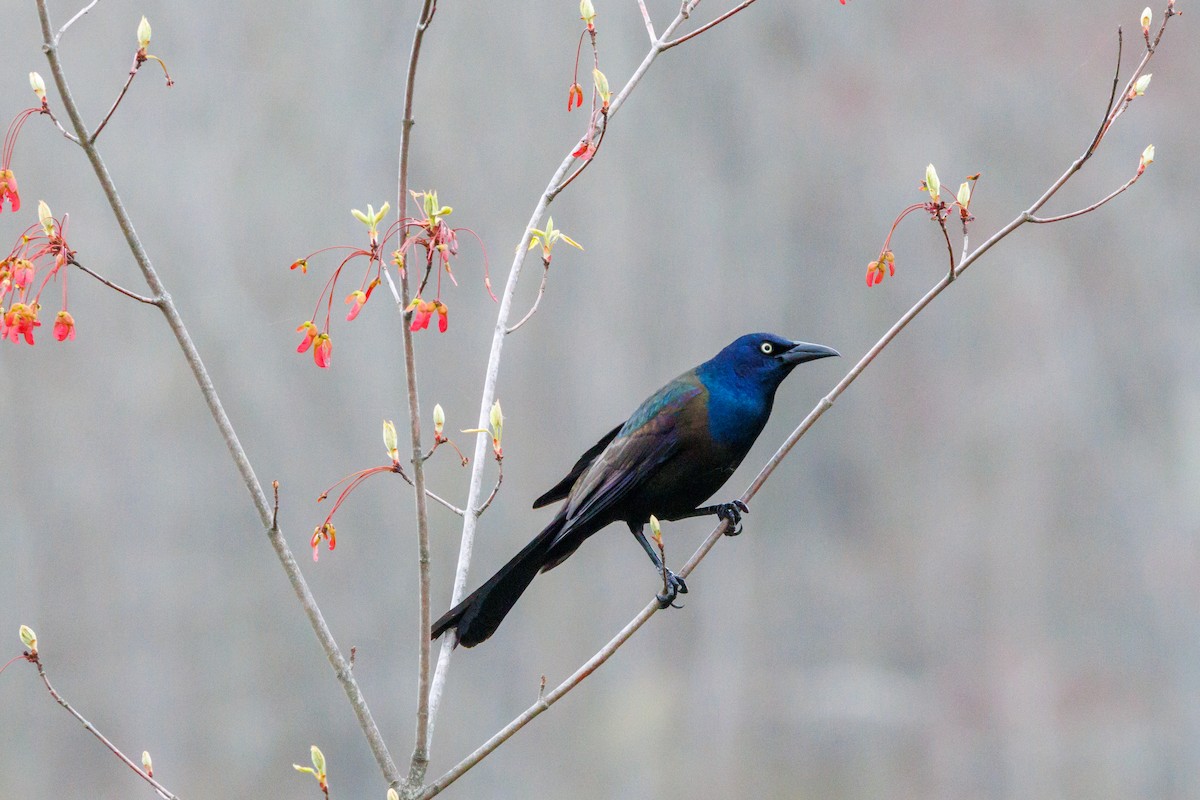 Common Grackle - Jill Macaulay