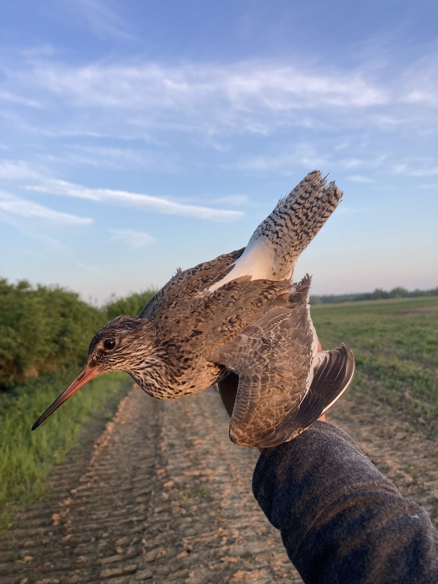 Common Redshank - Tomáš  Oplocký