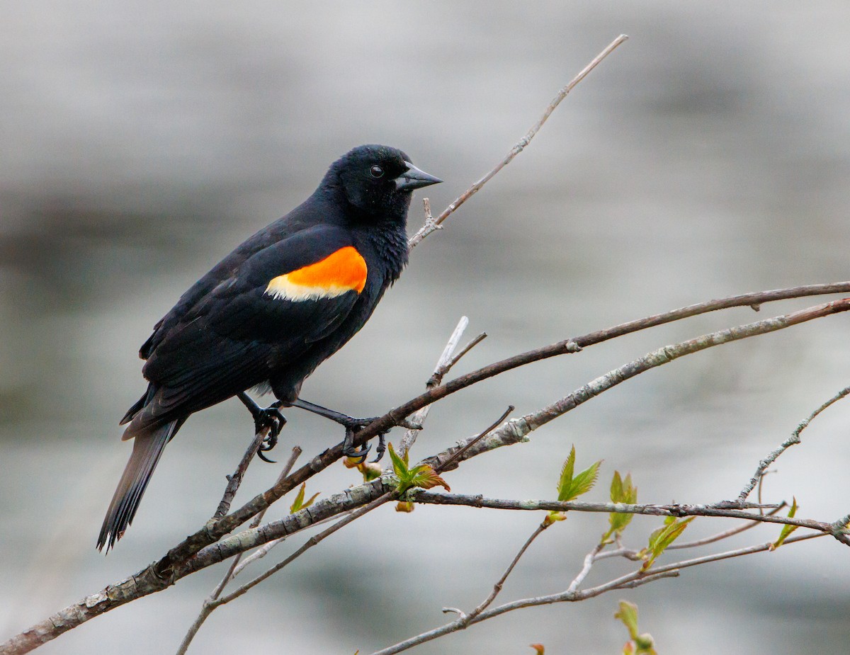 Red-winged Blackbird - Jill Macaulay