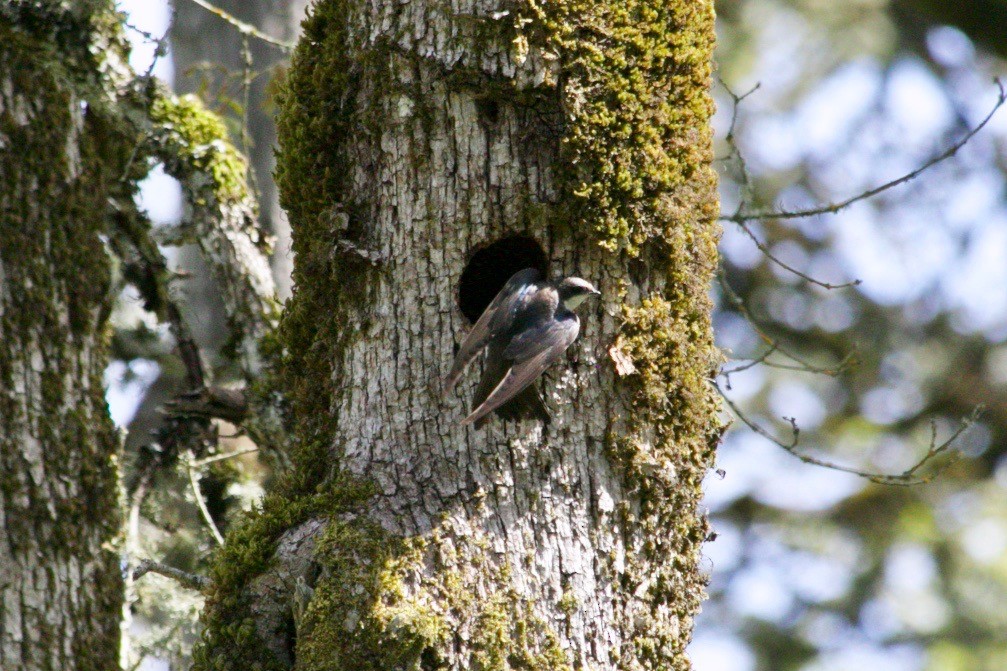 Tree Swallow - Loyan Beausoleil