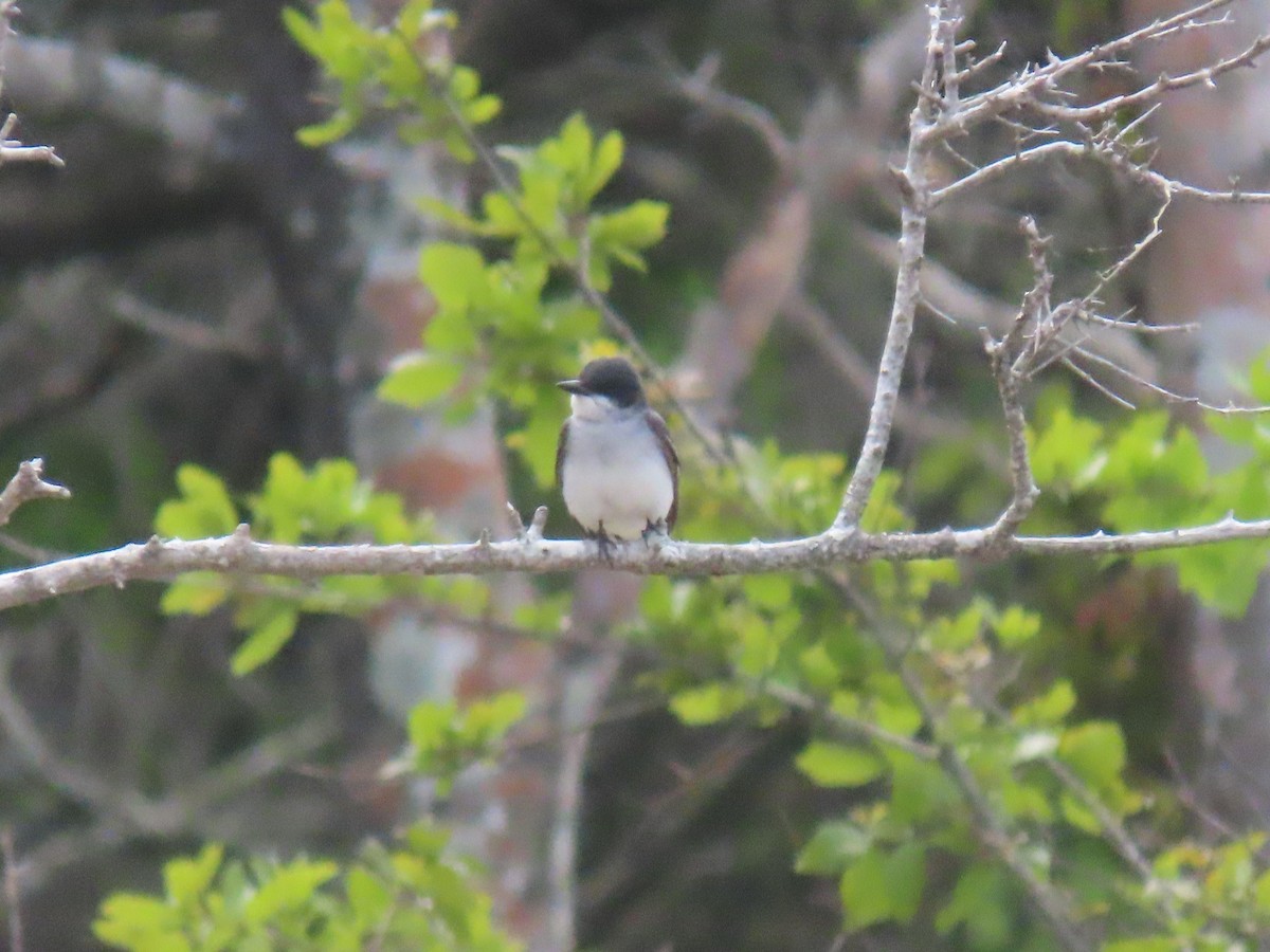 Eastern Kingbird - Michael  Moss