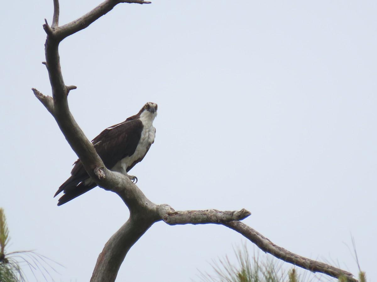 Osprey - Michael  Moss