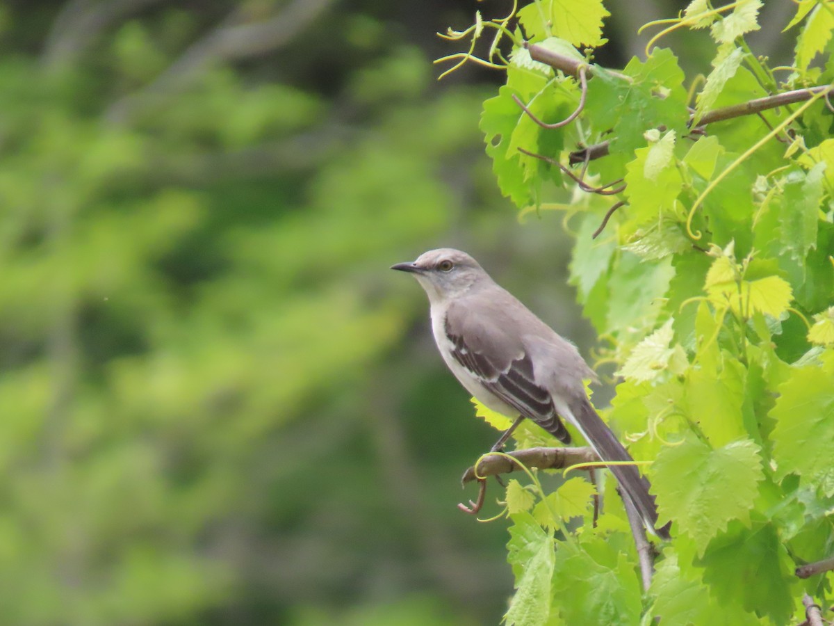 Northern Mockingbird - Michael  Moss