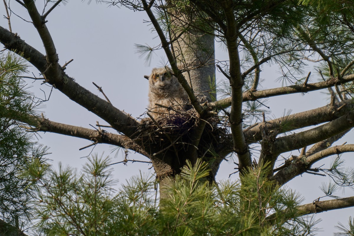 Great Horned Owl - ML618201364