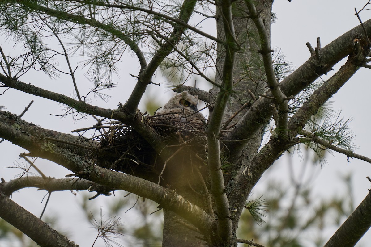 Great Horned Owl - Erin Nadeau