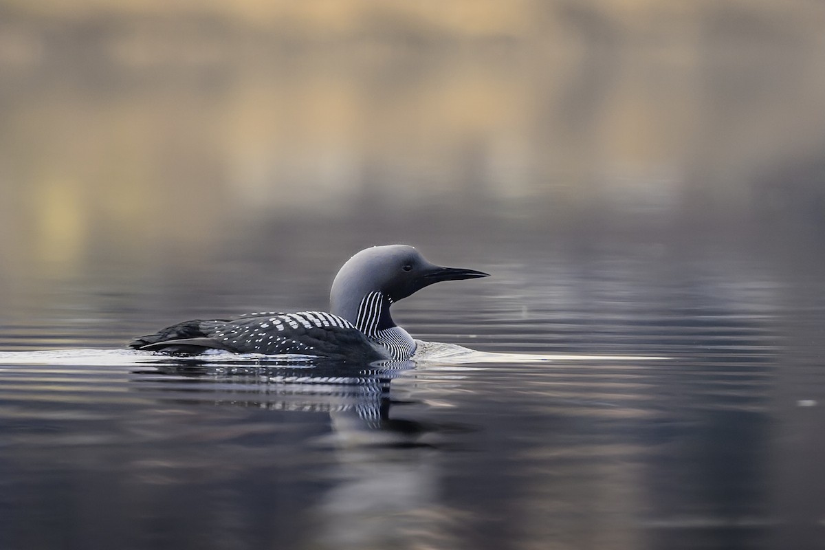 Arctic Loon - Sonu Lukose