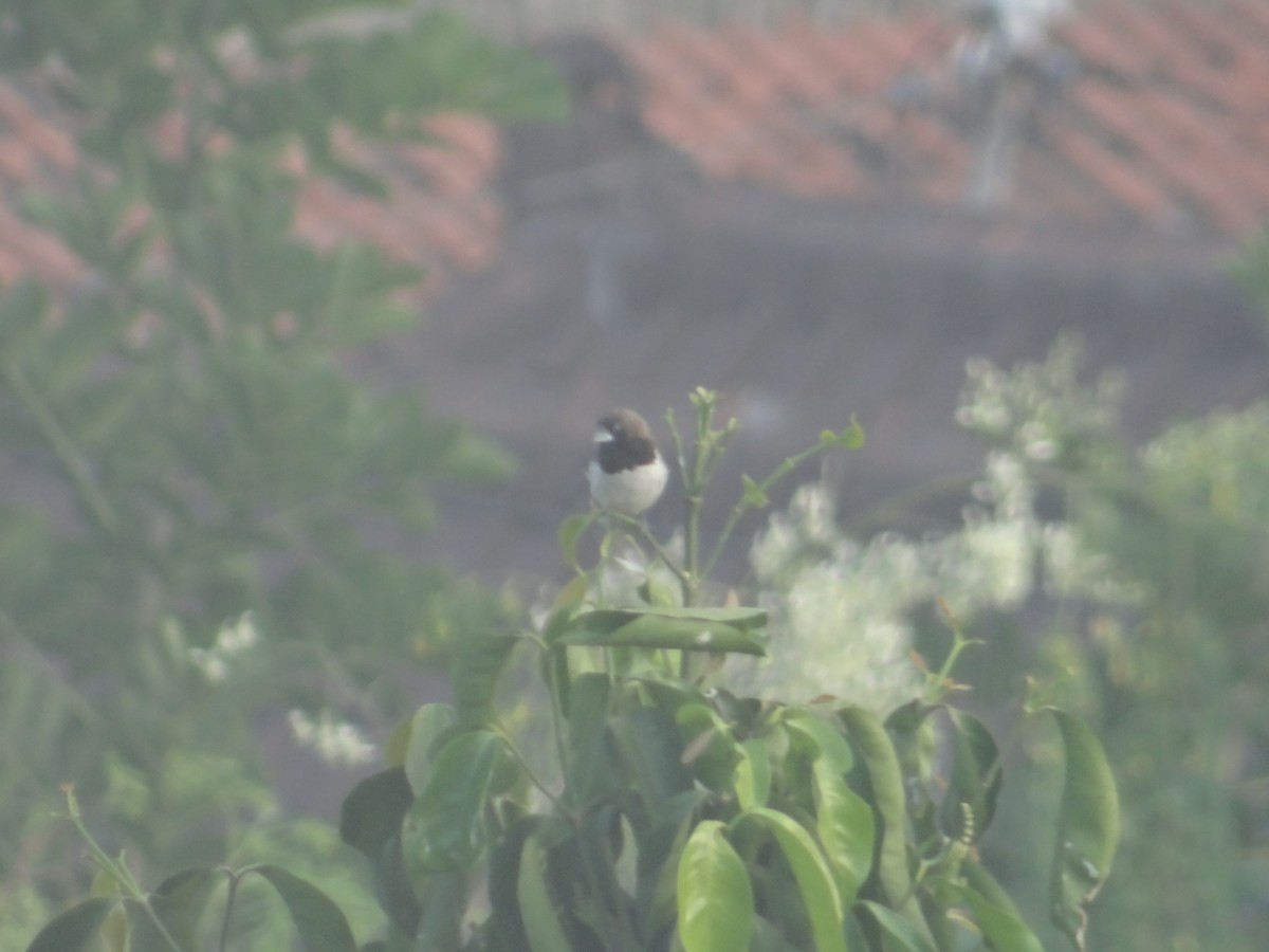 Javan Munia - Miguel Angel Benedicto