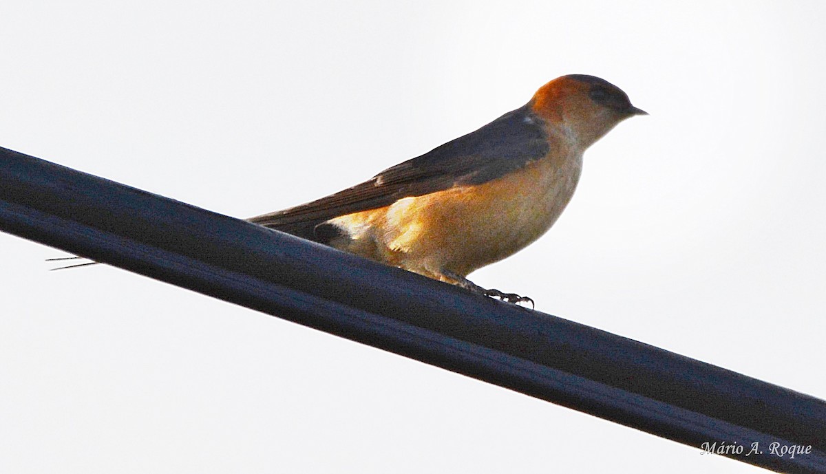 Red-rumped Swallow - Mário Roque