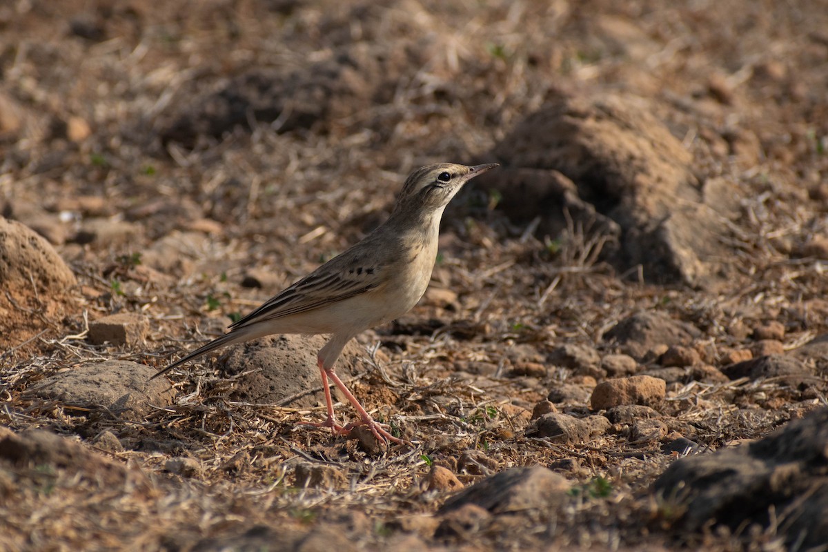 Pipit rousseline - ML618201436