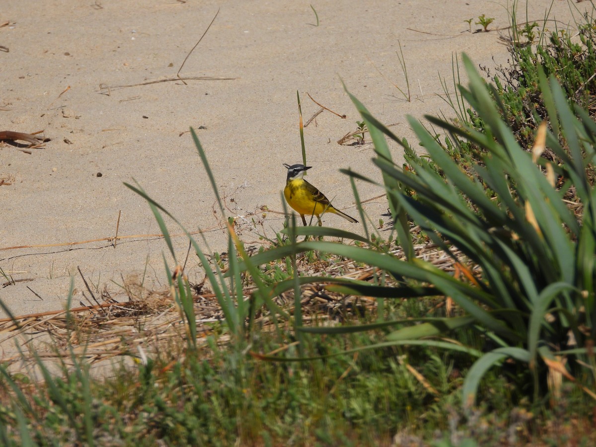 Western Yellow Wagtail - Juan carlos Grandal doce