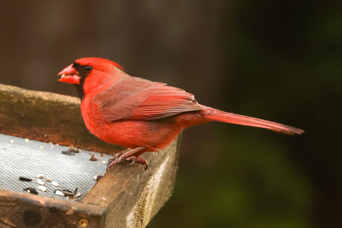 Northern Cardinal - Ian Somerville