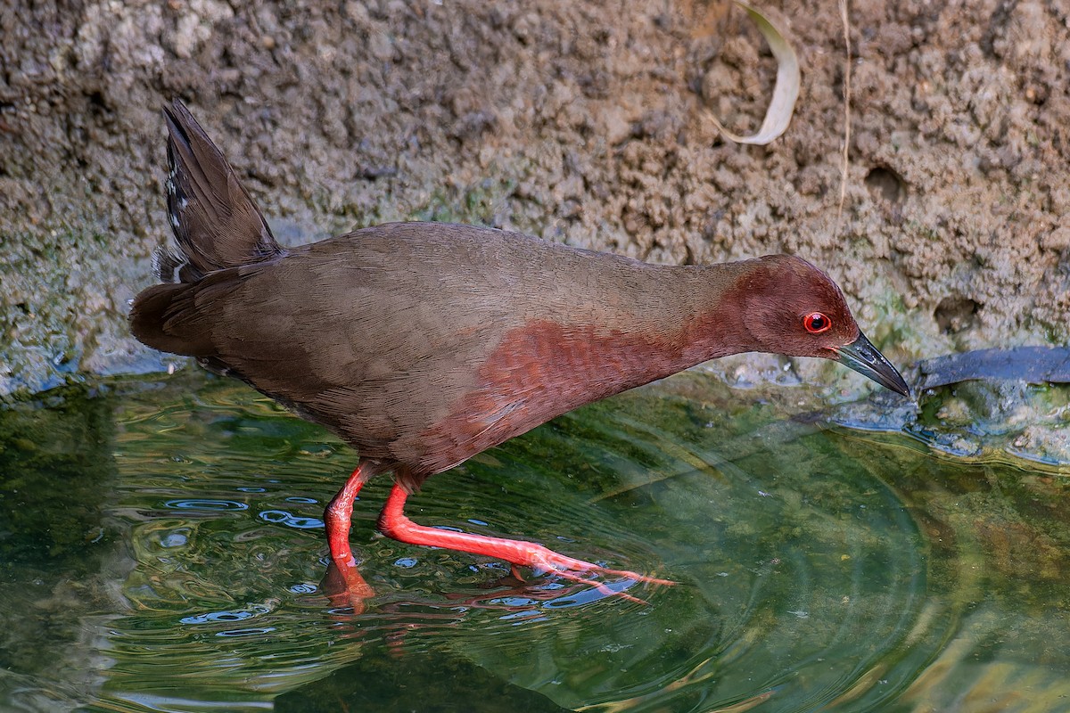 Ruddy-breasted Crake - ML618201514