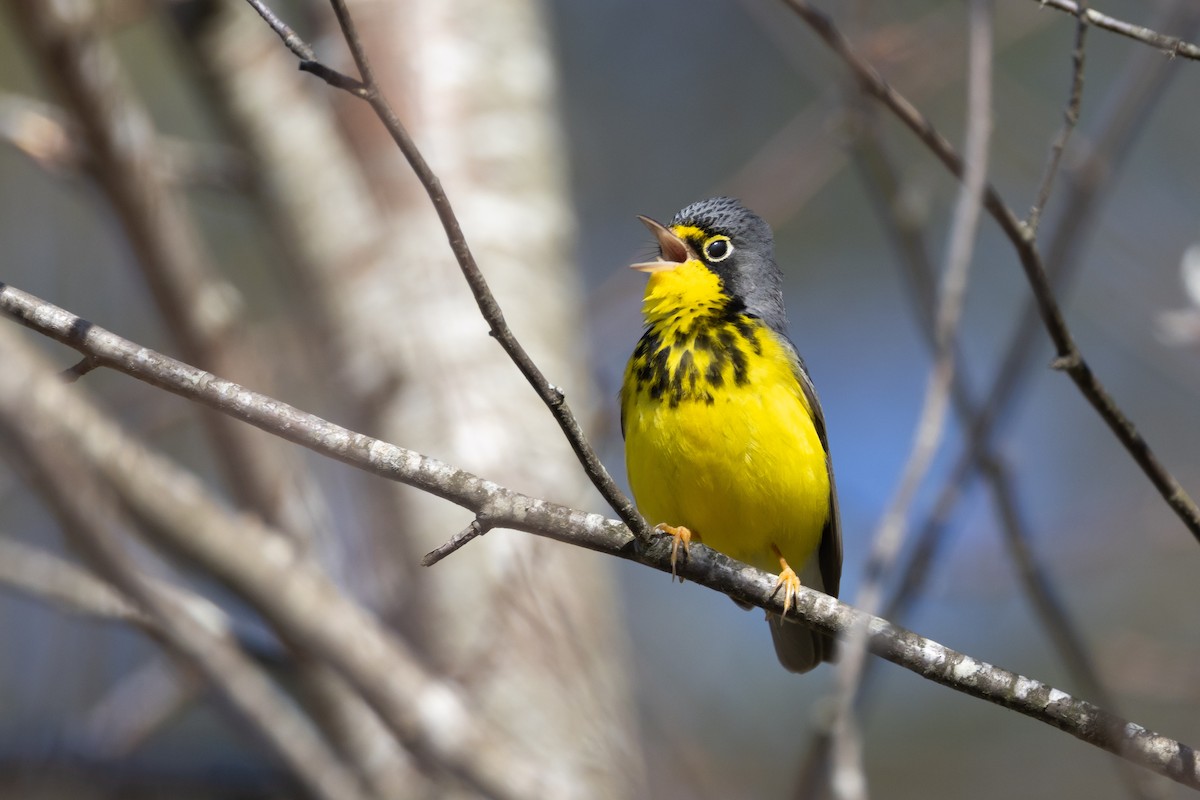 Canada Warbler - Phil Lehman