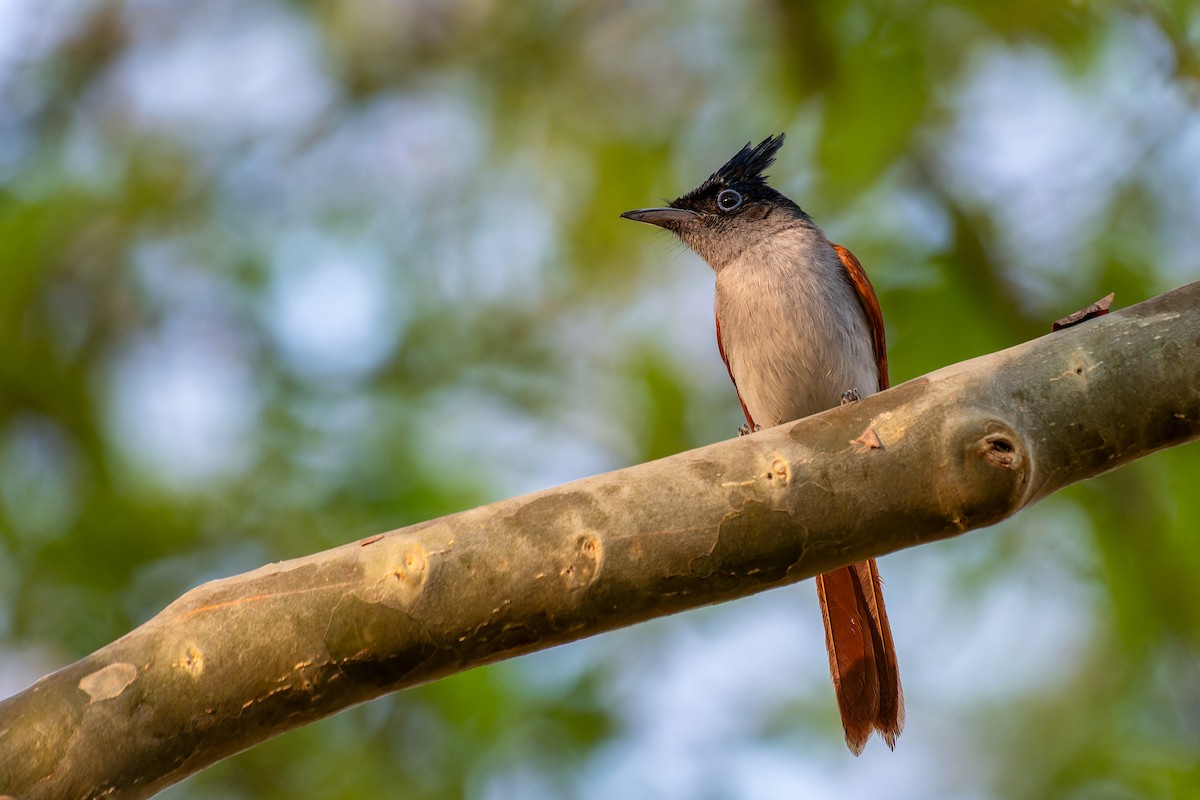 Indian Paradise-Flycatcher - Abhijit Mishra