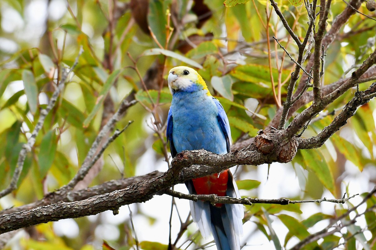 Pale-headed Rosella - ML618201533