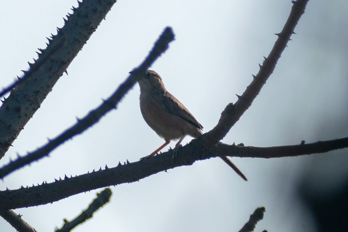 Common Babbler - Tuk Tuk