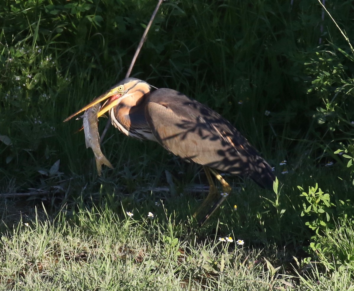 Purple Heron - Frank Mantlik