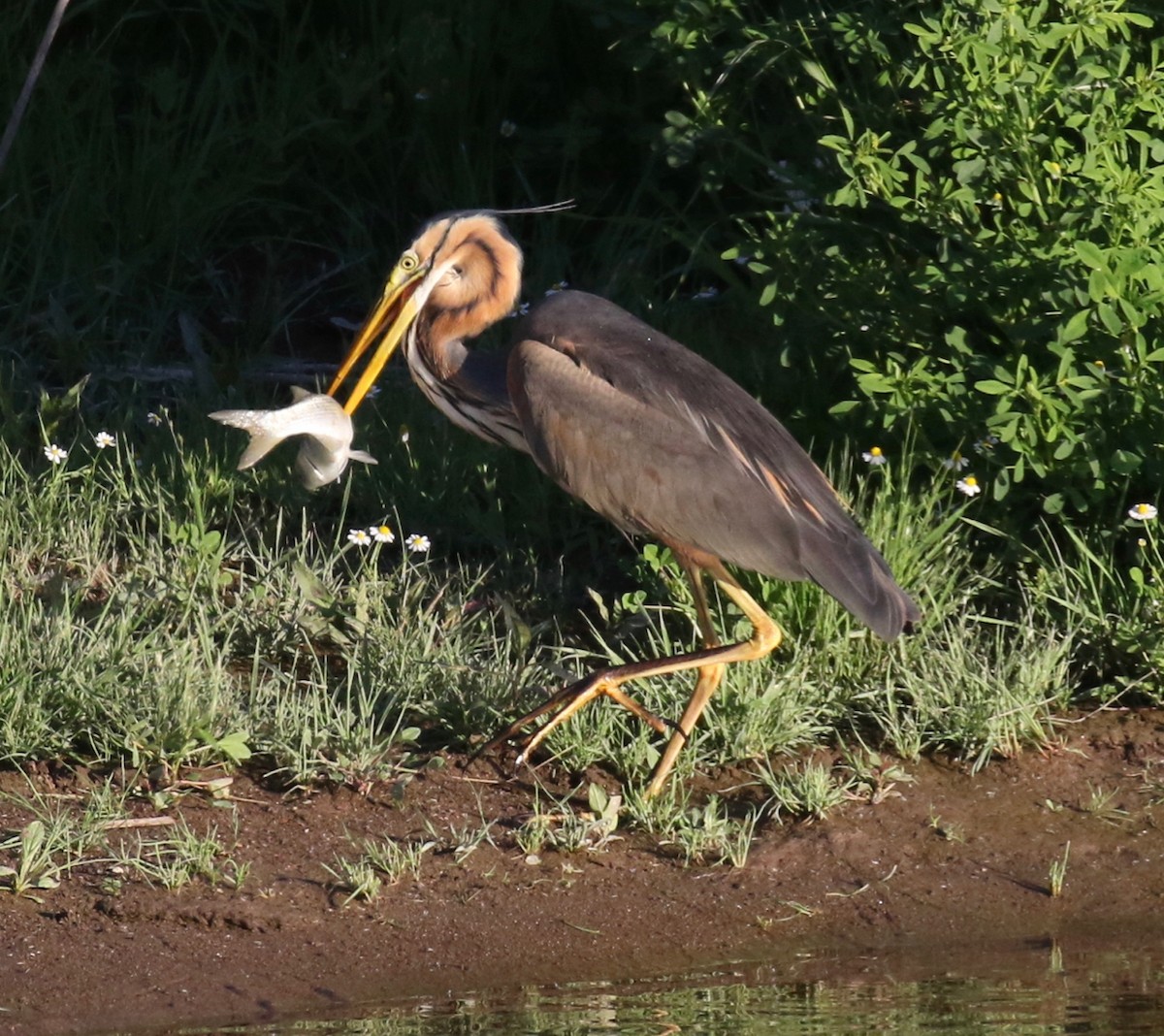 Purple Heron - Frank Mantlik